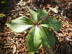 Cornus canadensis