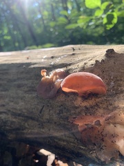 Auricularia auricula-judae