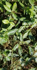 Vinca minor