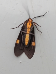 Aclytia