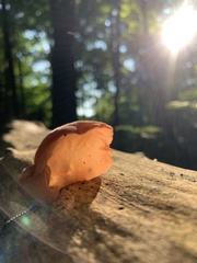 Auricularia auricula-judae