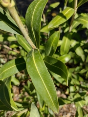 Bupleurum fruticosum