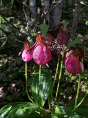 Cypripedium acaule