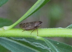 Aphrodes