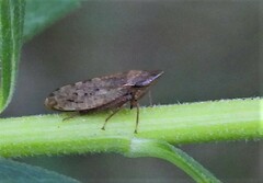 Aphrodes