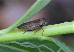 Aphrodes