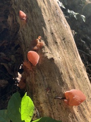 Auricularia auricula-judae