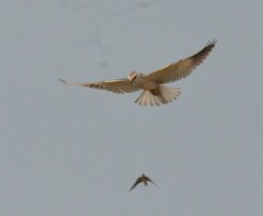 Elanus caeruleus