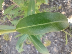 Bupleurum fruticosum