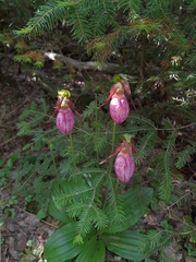 Cypripedium acaule