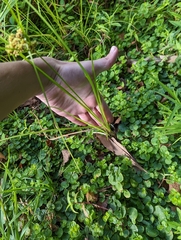 Cyperus pseudovegetus