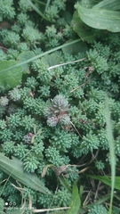 Sedum pallidum