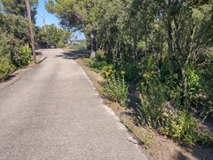 Bupleurum fruticosum