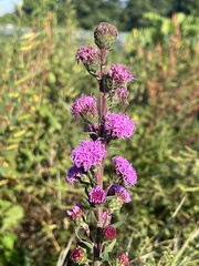 Liatris scariosa