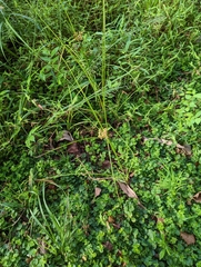 Cyperus pseudovegetus