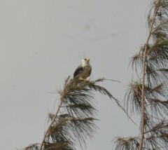 Elanus caeruleus