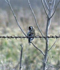Carduelis carduelis