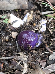Cortinarius archeri