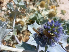 Eryngium maritimum