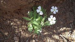 Jamesbrittenia megadenia