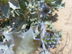 Eryngium maritimum