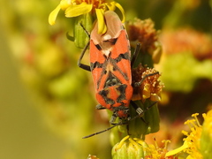 Spilostethus pandurus