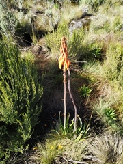 Asparagales