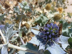 Eryngium maritimum
