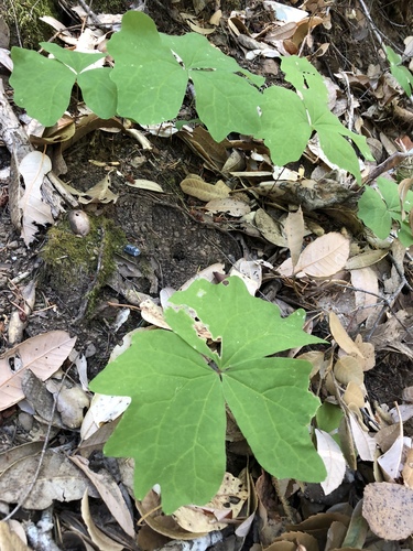 iNaturalist observation photo of vanilla leaf