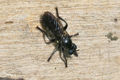 Laphria canis