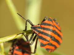 Graphosoma italicum italicum