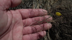 Cleome angustifolia diandra
