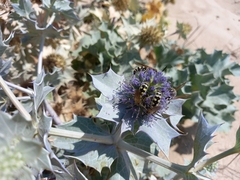 Eryngium maritimum