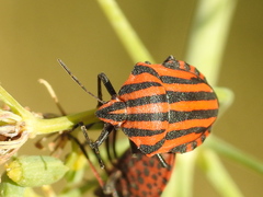 Graphosoma italicum italicum