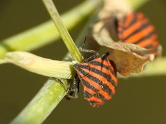 Graphosoma italicum italicum