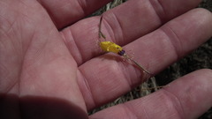 Cleome angustifolia diandra