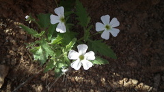 Jamesbrittenia megadenia