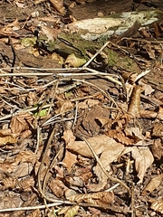 Sympecma fusca
