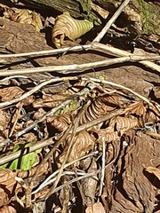 Sympecma fusca