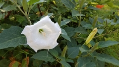 Datura