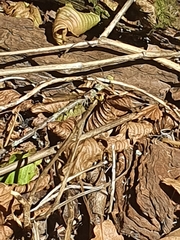 Sympecma fusca