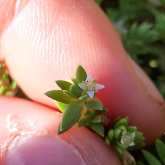 Crassula helmsii