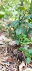 Vaccinium vitis-idaea