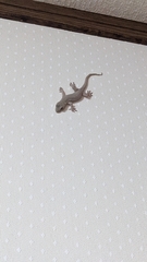 Gekko japonicus
