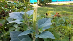 Datura