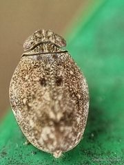 Issidae