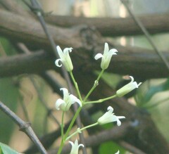 Clematis glycinoides
