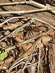 Sympecma fusca