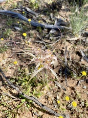 Caladenia microchila