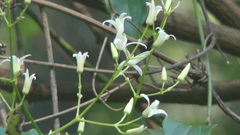 Clematis glycinoides